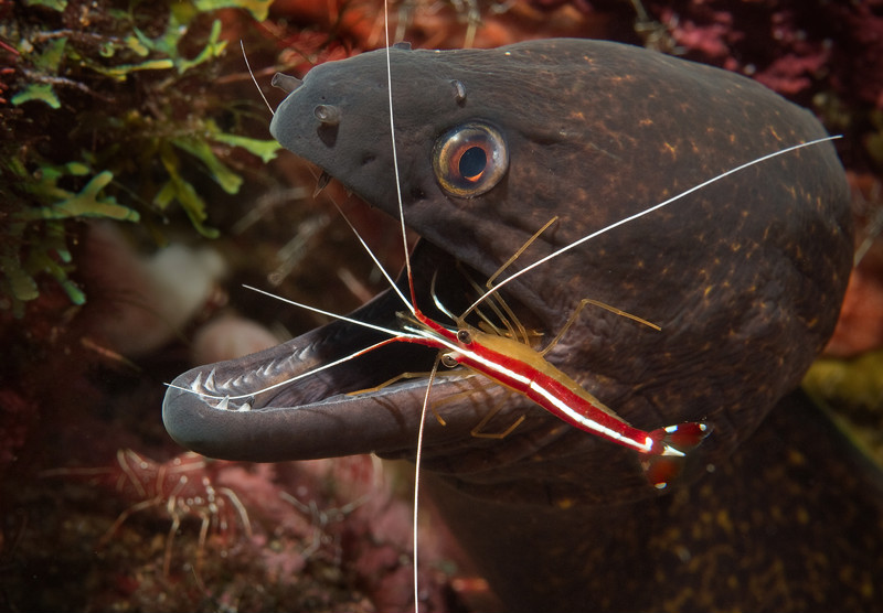 aquarium onderhoud zeewater murene garnaal