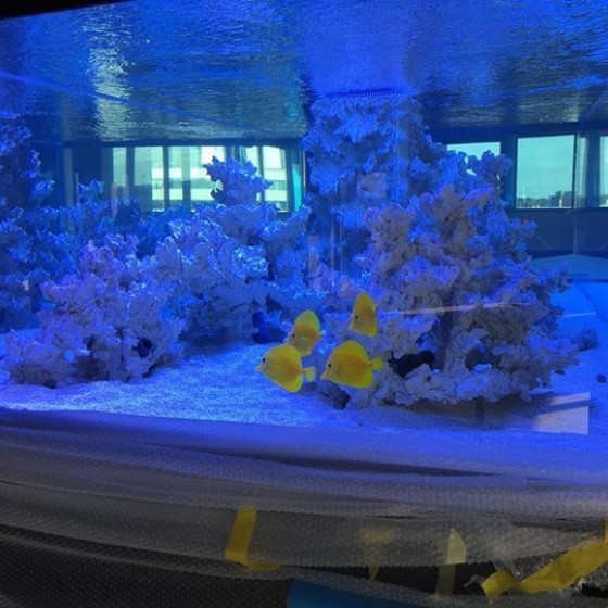 Their new home  #yellowtang #fish #sealife #sealifeaquarium ...