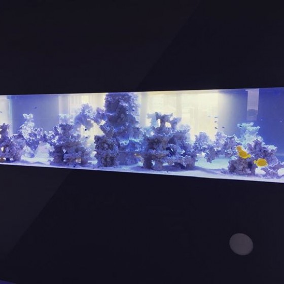 Corals and fish make their entrance into the aquarium. A goo...