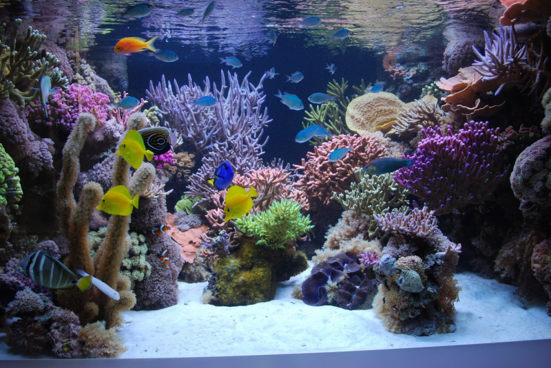 aquarium onderhoud zeewater