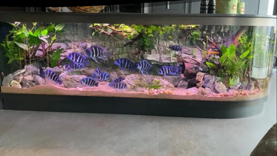 spek Overtreffen Pennenvriend Aqua Luxury maatwerk aquariums